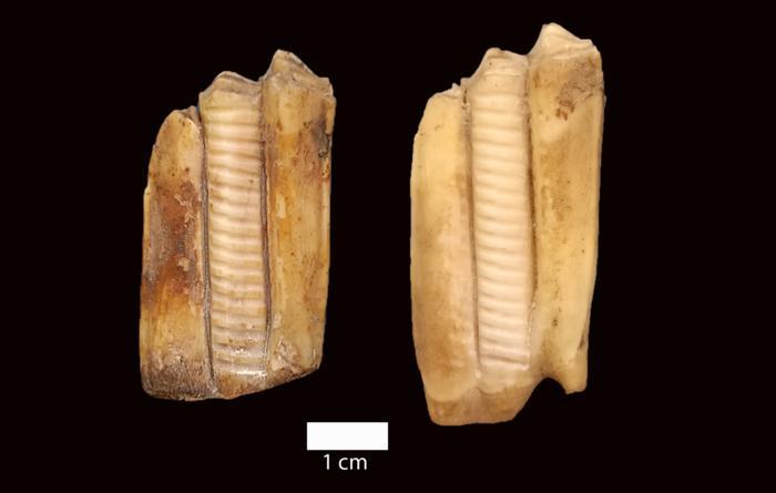 Low res uab cuevadeeltoro dientesoveja plosone