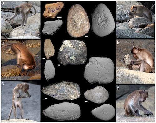 Macaca fascicularis aurea stone tools journal pone 0072872 g002