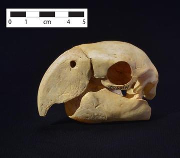 Macaw skull large