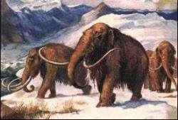 Mammoth