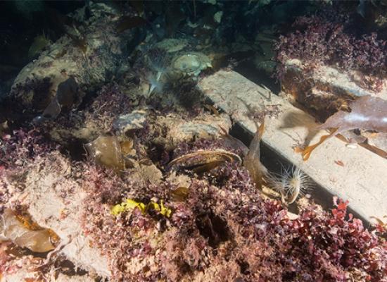 Marine biology on the wreck of hms erebus august 2015