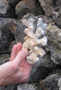 Maui temple coral