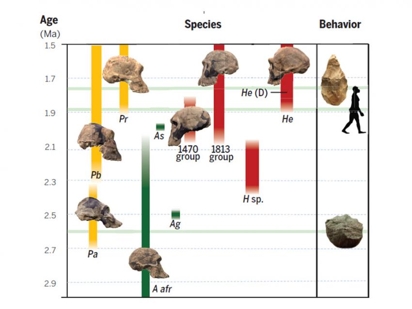 EVOLUTION