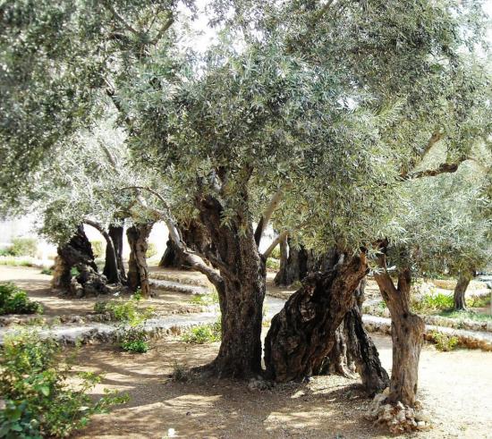 old-olive-trees-garden-of-gethsemane.jpg