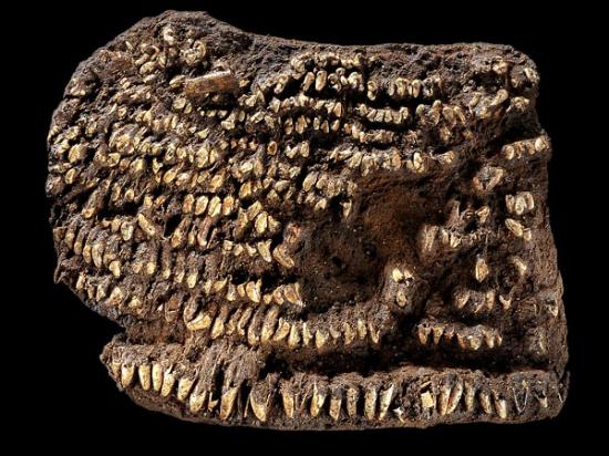 oldest-handbag-found-dog-teeth-55636-600x450.jpg