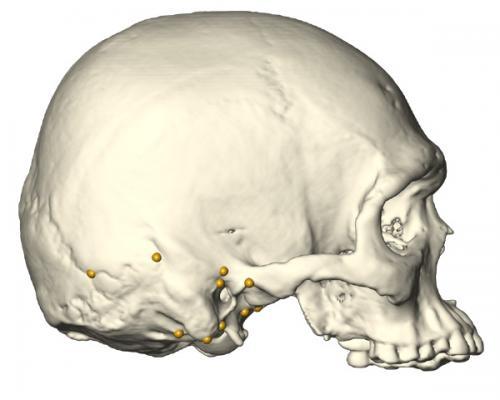 Paleoanthrop