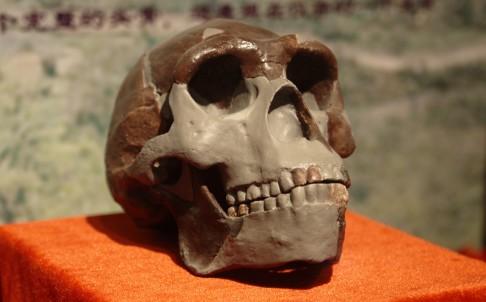 Pekin man skull 2