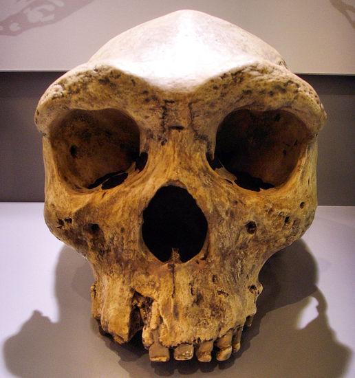 picresized-1355107420-961px-broken-hill-skull-replica01.jpg