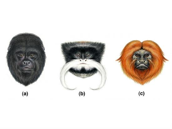 plain-faces-primates-communicate-evolution-12112.jpg