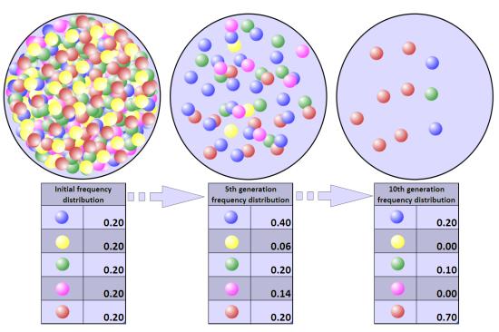 Population bottleneck