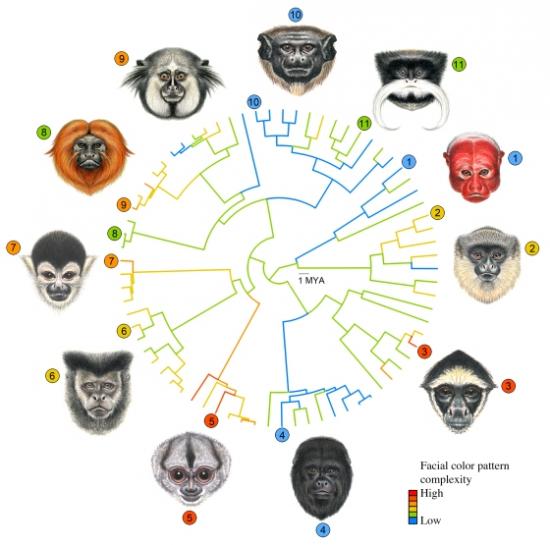 primates-facial-evolution-12112.jpg