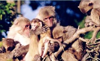 rhesus-macaque-small.jpg