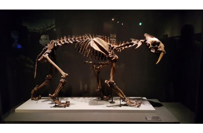 Saber tooth cat fossil