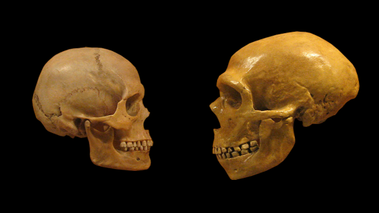 Sapiens neanderthal comparison en blackbackground