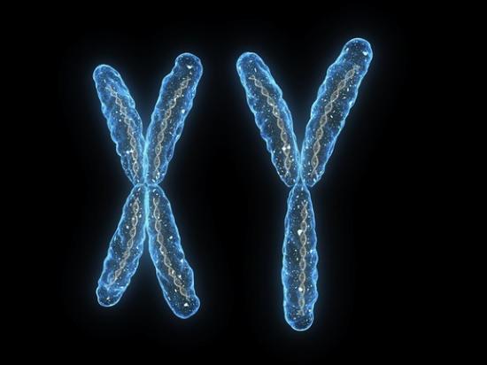 sex-chromosomes-120222.jpg