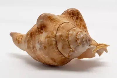 Shell mollusk