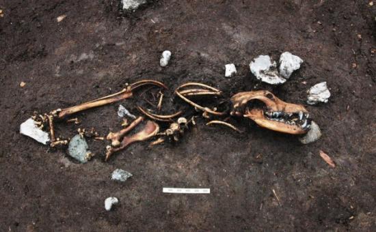 Skelet af hund skoedstrup udgravning 2015 foto jacob due moesgaard museum 630x390