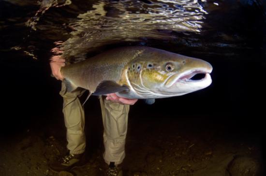 Ww ancient salmon dinners s2048x1360 p 600x398